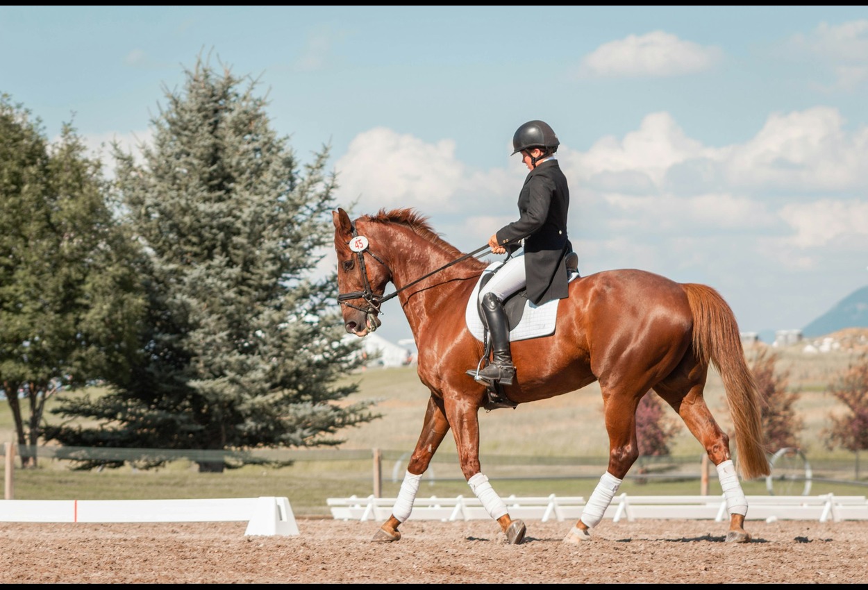 BK Horse: The ideal companion for horse riding enthusiasts